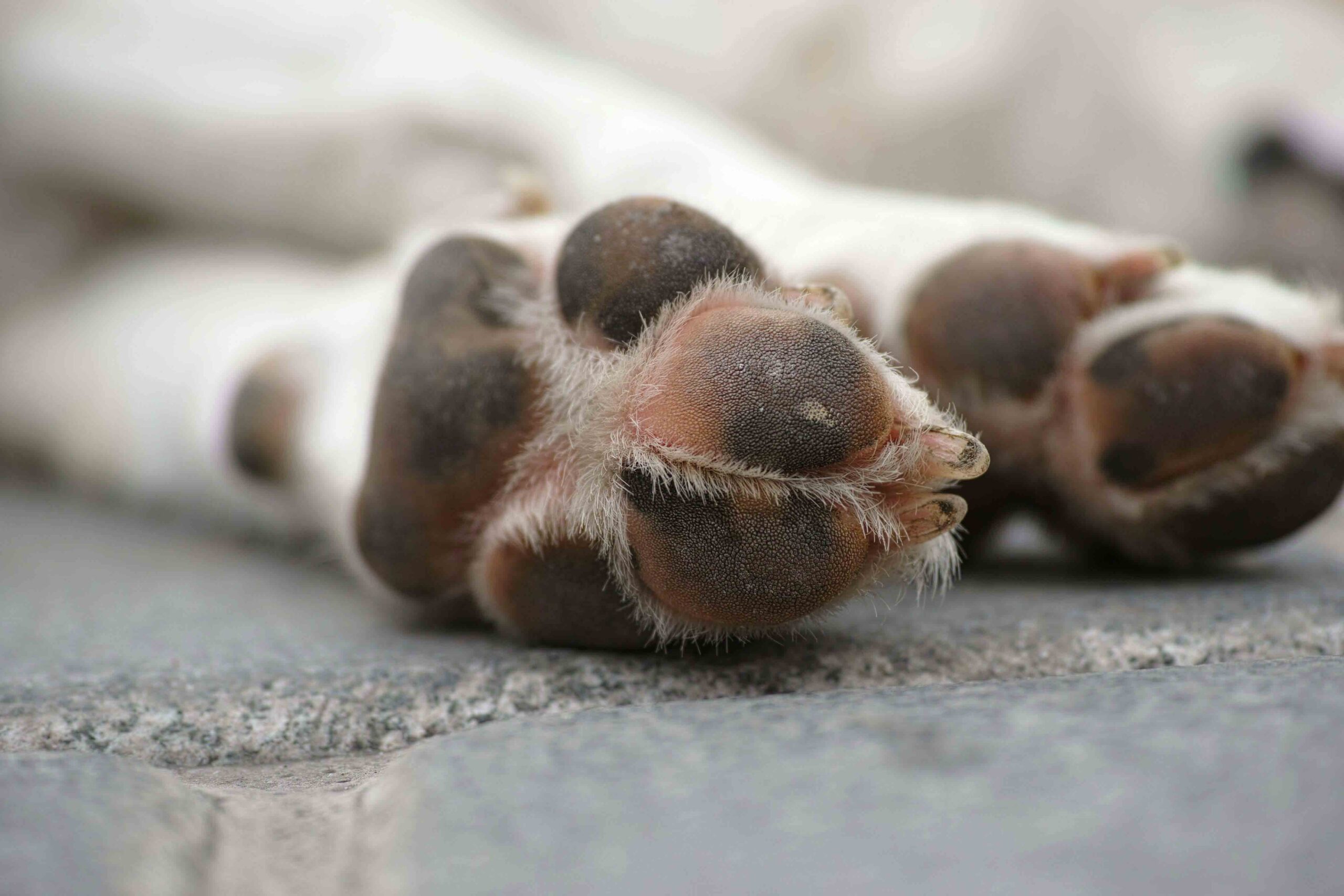 Cirugía veterinaria especializada