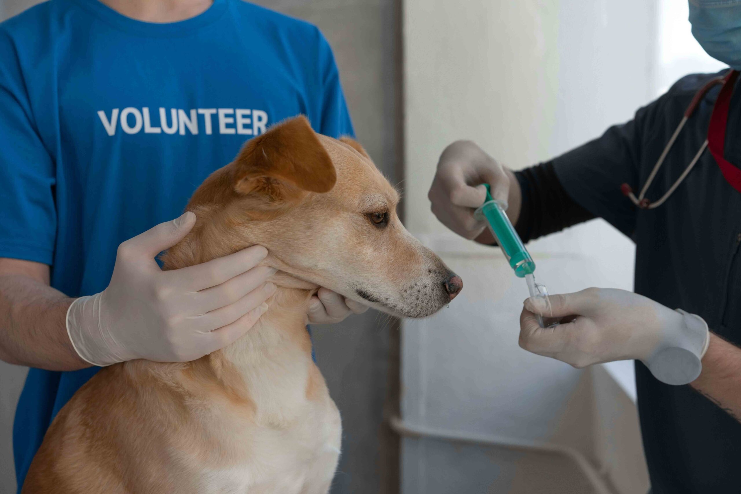 Servicios integrales para mascotas